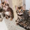 Bengal Bengal babies from Jungle Kitten