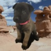 Belgian Shepherd Dog (Malinois) Purebred Belgian Malinois Puppies