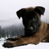 Belgian Shepherd Dog (Malinois) Purebred Belgian Malinois Puppies