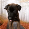 Belgian Shepherd Dog (Malinois) Purebred Belgian Malinois Puppies