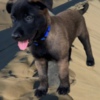 Belgian Shepherd Dog (Malinois) Purebred Belgian Malinois Puppies