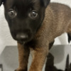 Belgian Shepherd Dog (Malinois) Purebred Belgian Malinois Puppies