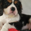 Cavalier King Charles Spaniel Adorable Male & Female Cavalier King Charles Spaniel Puppies