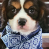 Cavalier King Charles Spaniel Adorable Male & Female Cavalier King Charles Spaniel Puppies