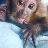 Capuchin CAPUCHIN MONKEYS FOR SALE