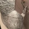 African Grey Parrot BEAUTIFUL AFRICAN GREY PARROT
