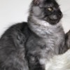 Maine Coon Beautiful Main coon kitten