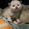 Ragdoll Ragdoll kittens ready in January 2024