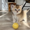 Scottish Fold Scottish male kitten