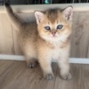 Scottish Fold Scottish male kitten