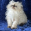 Himalayan Himalayan Persian Kittens