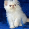 Himalayan Himalayan Persian Kittens