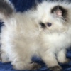 Himalayan Himalayan Persian Kittens