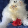 Himalayan Himalayan Persian Kittens