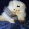 Himalayan Himalayan Persian Kittens
