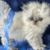 Himalayan Himalayan Persian Kittens
