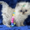 Himalayan Himalayan Persian Kittens