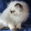 Persian Persian Himalayan Kitten