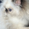 Persian Persian Himalayan Kitten