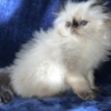 Persian Persian Himalayan Kitten