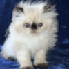 Persian Persian Himalayan Kitten