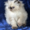 Persian Persian Himalayan Kitten