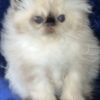 Persian Persian Himalayan Kitten