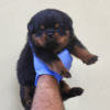 Rottweiler World Class AKC European Rottweiler Puppies