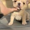 French Bulldog male Purebred French Bulldog for xmass ready