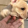 French Bulldog male Purebred French Bulldog for xmass ready