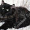 Ragdoll TICA Registered Pure-Bred Fluffy Black Solid Ragdoll Kittens