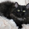 Ragdoll TICA Registered Pure-Bred Fluffy Black Solid Ragdoll Kittens
