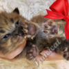 Ragdoll Fluffy Sweet TICA Ragdoll Babies, Variety of Colors!