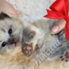 Ragdoll Fluffy Sweet TICA Ragdoll Babies, Variety of Colors!