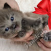 Ragdoll Fluffy Sweet TICA Ragdoll Babies, Variety of Colors!