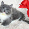 Ragdoll Fluffy Sweet TICA Ragdoll Babies, Variety of Colors!