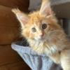 Maine Coon Chris Mainecoon boy red