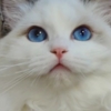 Ragdoll beautiful ragdoll for sell