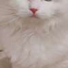 Ragdoll beautiful ragdoll for sell