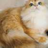 British Shorthair british long hair for sell