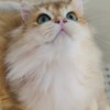 British Shorthair british long hair for sell