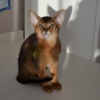 Abyssinian Abyssinian kittens