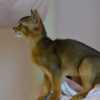 Abyssinian Abyssinian kittens