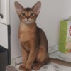 Abyssinian Abyssinian kittens