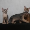 Abyssinian Abyssinian boys and girls