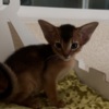 Abyssinian Abyssinian boys and girls