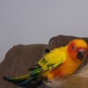 Conure Sun conure