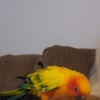 Conure Sun conure