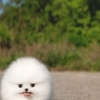 Pomeranian male puppy rolly