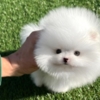 Pomeranian male puppy rolly
